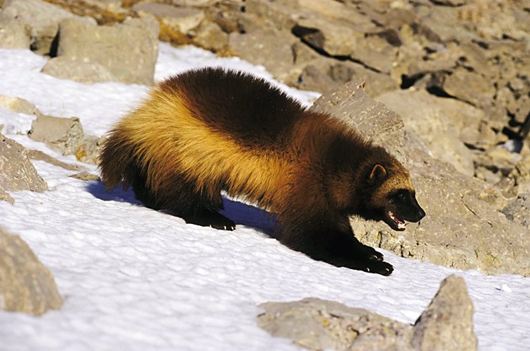 Samotářští rosomáci žijí v přírodě velmi roztroušeně, lovecká teritoria samců mohou zabírat až 260 km2