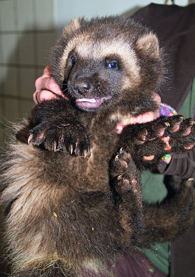 Rosomák sibiřský (Gulo gulo) sice není v zoologických zahradách vzácností, ale problémem je vysoká úmrtnost mláďa