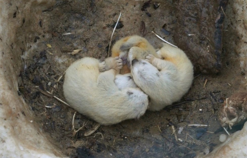 Tři mláďata rosomáka sibiřského se narodila v brněnské zoo, matka jejich porod dokonale zatajila i přes chovateli.