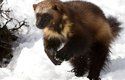 V hlubokém sněhu má rosomák při lovu výhodu – neboří se do něj jako jeho kořist, takže snadno dohoní i jelena či soba