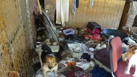 Žena na Kroměřížsku chovala 19 psů v otřesných podmínkách.