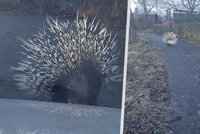 Muž na Kroměřížsku potkal na procházce dikobraza: Nic jsem nepil, přísahám! dušoval se policistům
