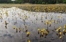 Unikát na rybníku v Plzni: Masožravá žlutá krása