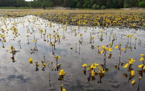Tisíce žlutých květů vzácné bublinatky jižní rozkvetly na Seneckém rybníku v Plzni.