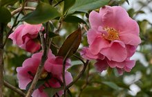 V Rájci obdivují kamélie: Náročná a kvetoucí krása!