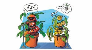 Jak se luští řeč rostlin: Vystresovaná rajčata volají o pomoc