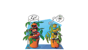 Jak se luští řeč rostlin: Vystresovaná rajčata volají o pomoc
