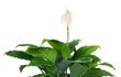 Peace Lily