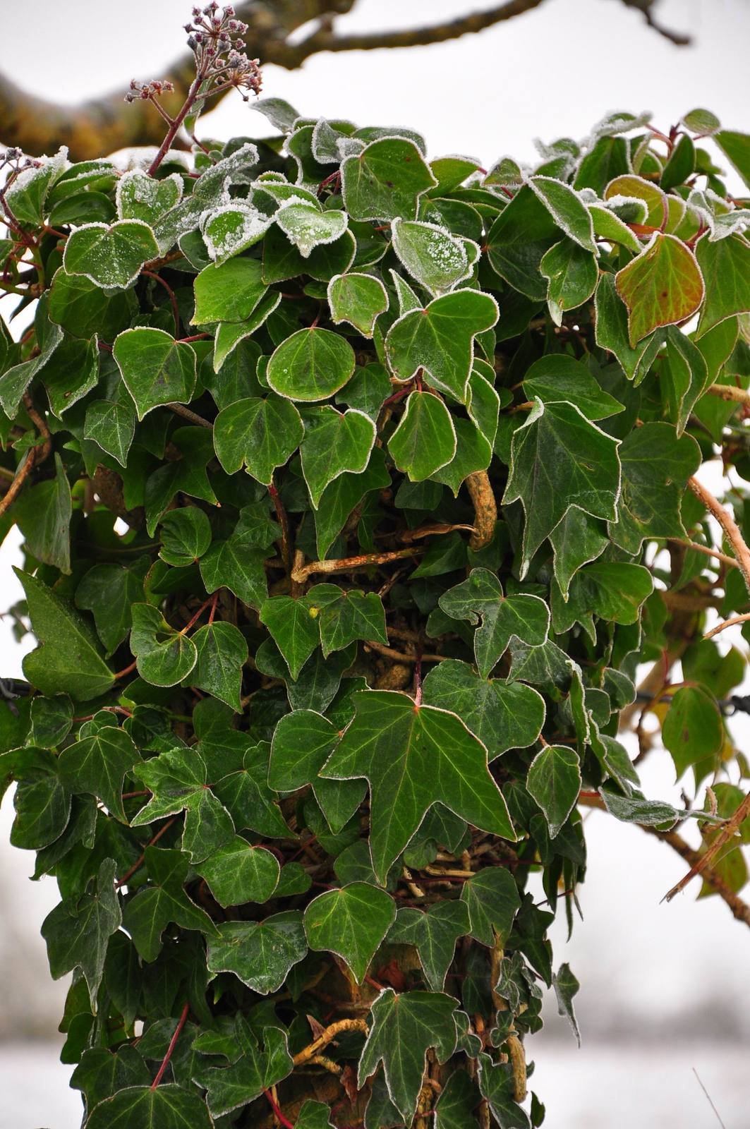 anglická ivy