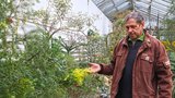 Léto v plzeňské zoo: Ve skleníku rozkvetly rostliny od protinožců