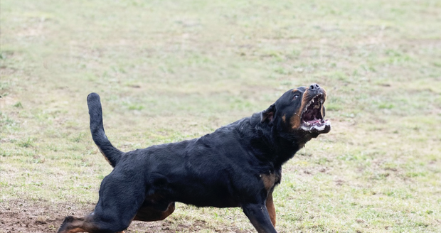 Brutální psí útok: Muž na Trutnovsku přišel o ucho. (ilustrační foto)