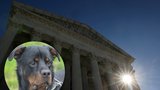Případ bestiality u soudu: Žena nutila k sexu svého psa