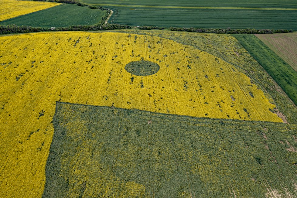 V Rovné na Podřipsku se objevil na řepkovém poli obrovský Pac-Man.