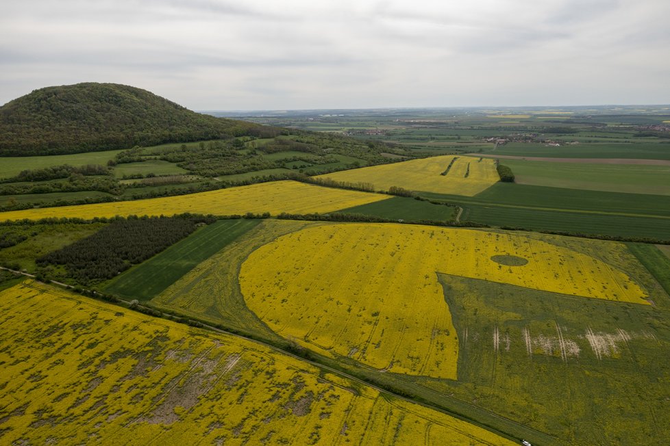 V Rovné na Podřipsku se objevil na řepkovém poli obrovský Pac-Man.