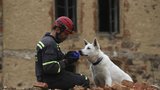 Záchranářští psi: tvrdě trénují proto, aby zachraňovali naše životy
