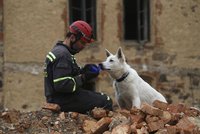 Záchranářští psi: tvrdě trénují proto, aby zachraňovali naše životy