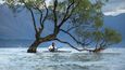 Vrba v jezeře Wanaka je častým cílem fotografů