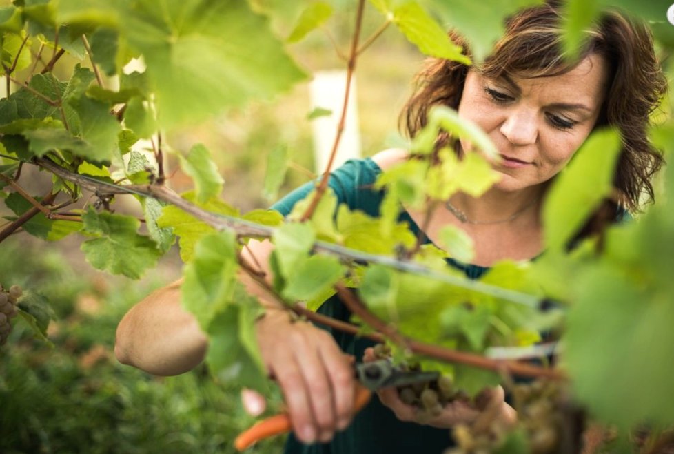 Helena Bednaříková z Velkých Pavlovic na svoje vinařství nedá dopustit. Nikdy by neměnila, i když je to náročná práce.