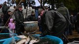 Začal výlov rybníků: Na kolik letos vyjde kilo kapra? A jaké jiné ryby „frčí“