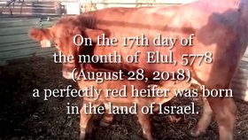 Narození rudé krávy v Izraeli vyvolalo mezi lidmi obavy z konce světa