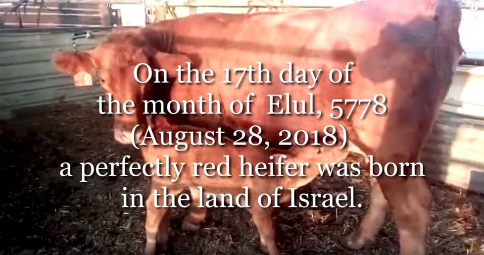 Narození rudé krávy v Izraeli vyvolalo mezi lidmi obavy z konce světa.