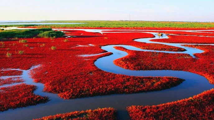 Rudé pláže v čínském Panjinu
