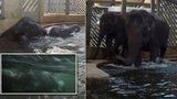 VIDEO: Světová rarita v pražské zoo: Slůně Rudi do toho jde po hlavě! Do bazénu skáče šipky