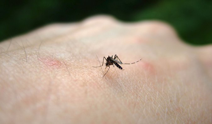 Varování odborníků: Západonilská horečka je v Česku. Dejte pozor na komáry   