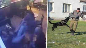 Brutální rvačku v Plzni musel rozhánět služební pes: Rumunský útočník dostal košíkem do obličeje.