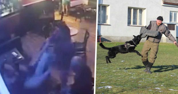 Brutální rvačku v Plzni musel rozhánět služební pes: Rumunský útočník dostal košíkem do obličeje.