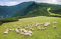 V rumunských Karpatech žijí ovce od jara do podzimu na horských pastvinách