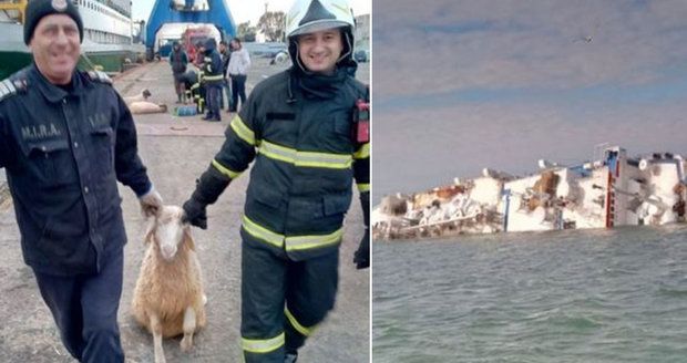 Loď s ovcemi se převrhla kousek od břehu. Záchranáři bojují o život tisíců zvířat