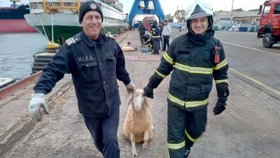 V Rumunsku se převrátila loď s 14 tisícovkami ovcí, úřady se pokoušejí o záchrannou akci.