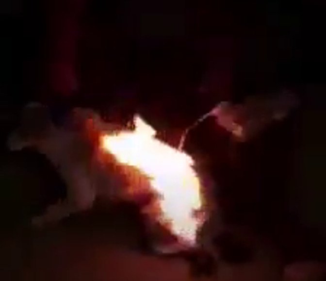 Děti v Rumunsku podpálily štěňátko.