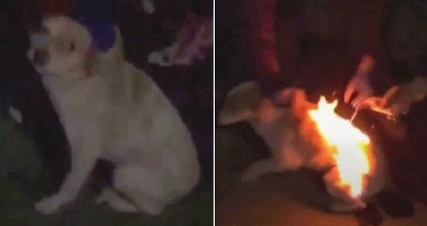Kruté děti podpálily štěně a hrůzný výjev si natáčely: V agonii prchalo do noci jako ohnivá koule