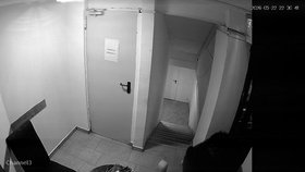 Medvěd vnikl do hotelu a otevřel si sám dveře.