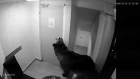 Medvěd vnikl do hotelu a otevřel si sám dveře.