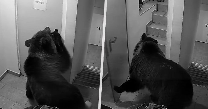 Medvěd vnikl do hotelu a otevřel si sám dveře.
