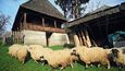 Bez ovčích stád si nikdo neumí ani představit život. Ovčí sýr a tvaroh stále patří na stůl každé domácnosti.