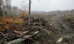 Evropské lesy trpí energetickou krizí. Uvolňují se pravidla těžby, drancují je zloději