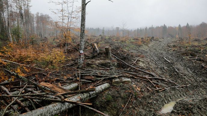 Drancování mimořádně cenných rumunských lesů vyvolává kritiku už delší dobu.