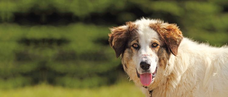 Rumunští pastevečtí psi neslavně prosluli svou agresivitou vůči turistům