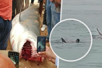 Proč útočil žralok v Egyptě: Samice byla poraněná a měla poblíž vejce, líčí organizace