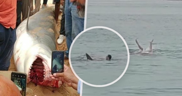 Proč útočil žralok v Egyptě: Samice byla poraněná a měla poblíž vejce, líčí organizace
