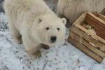 Ruské souostroví Nová země prožívá invazi ledních medvědů. Lidé se kvůli šelmám bojí vycházet z domů. Jsou zprávy o tom, že se medvědům podařilo proniknout do lidských obydlí.