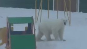 Ruské souostroví Nová země prožívá invazi ledních medvědů. Lidé se kvůli šelmám bojí vycházet z domů. Jsou zprávy o tom, že se medvědům podařilo proniknout do lidských obydlí.