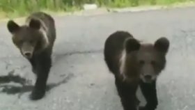 Zlobivá medvíďata