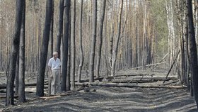 Les po požáru 