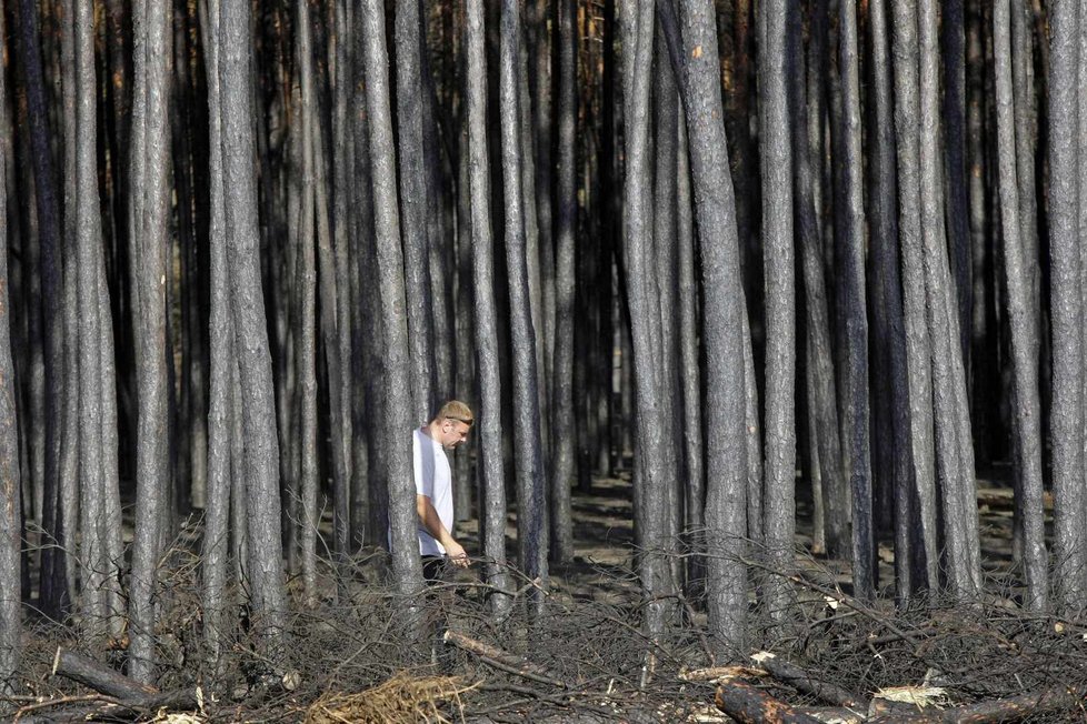 Muž se prochází vypáleným lesem