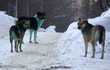 Smečka zelených psů dělá společnost obyvatelům Podolsku.